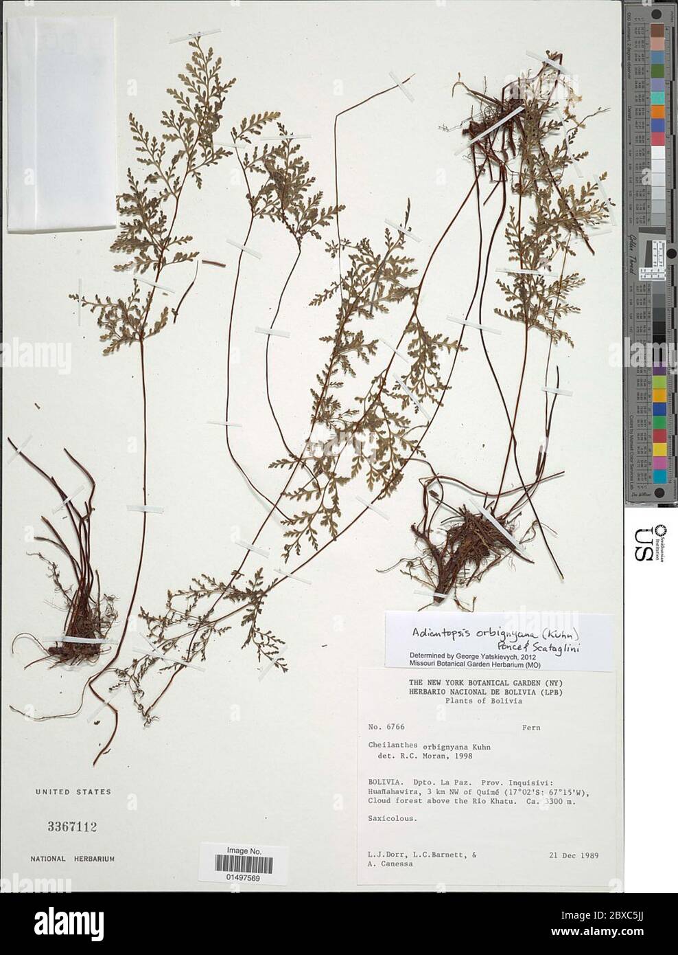 Adiantopsis orbignyana Mett ex Kuhn Ponce Scataglini Adiantopsis orbignyana Mett ex Kuhn Ponce Scataglini. Stock Photo