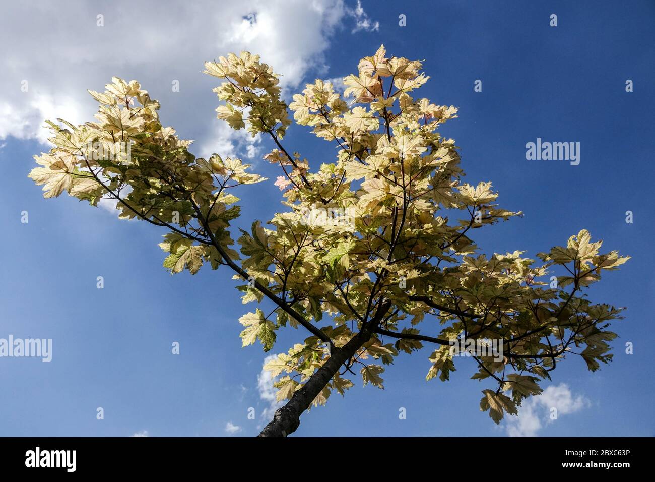 Acer pseudoplatanus 'Prince Camille de Rohan' Beige maple Stock Photo