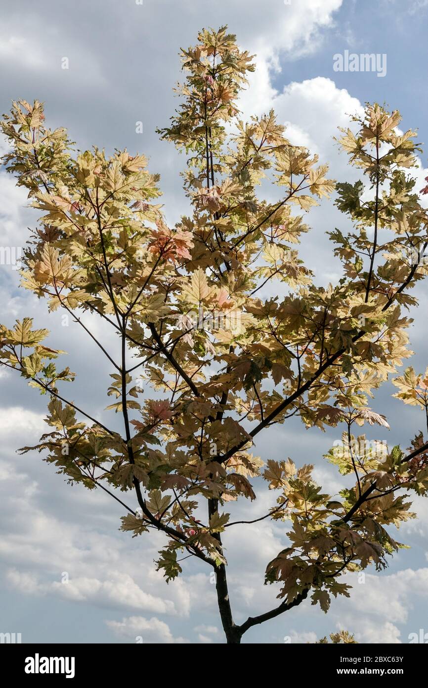 Acer pseudoplatanus 'Prince Camille de Rohan' Beige maple Stock Photo