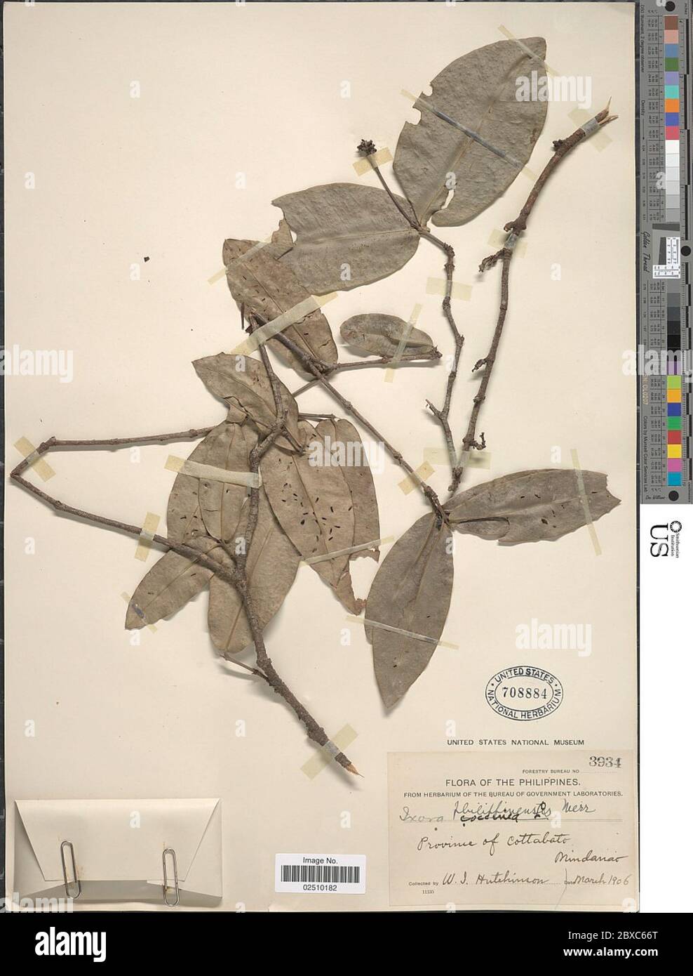 Ixora philippinensis Merr Ixora philippinensis Merr Stock Photo Alamy