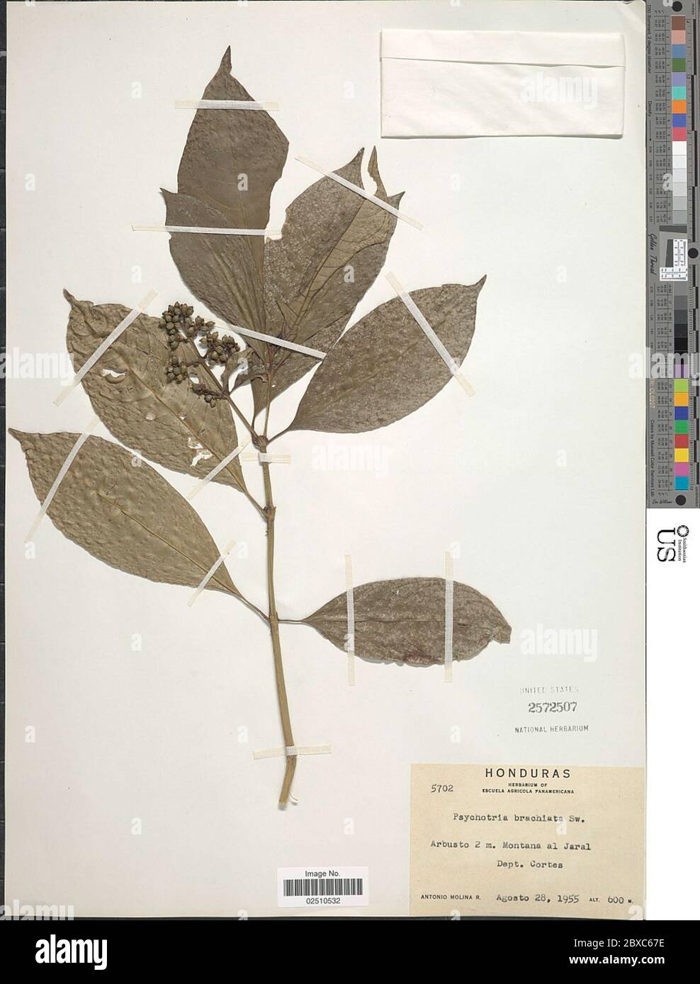 Psychotria brachiata Sw Psychotria brachiata Sw. Stock Photo