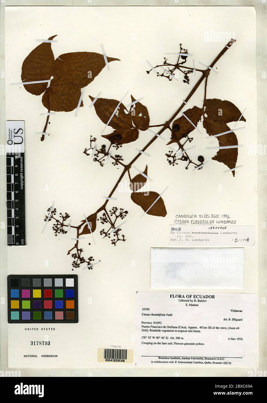 Cissus flavifolia Lombardi Cissus flavifolia Lombardi. Stock Photo
