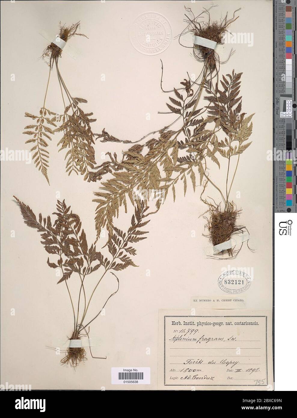 Asplenium auritum var moritzianum Hieron Asplenium auritum var moritzianum Hieron. Stock Photo
