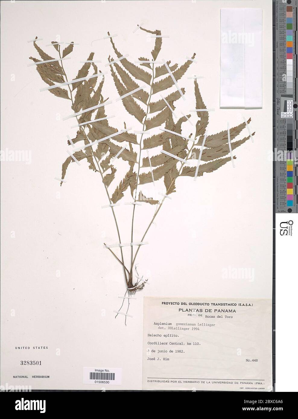 Asplenium gomezianum Lellinger Asplenium gomezianum Lellinger. Stock Photo