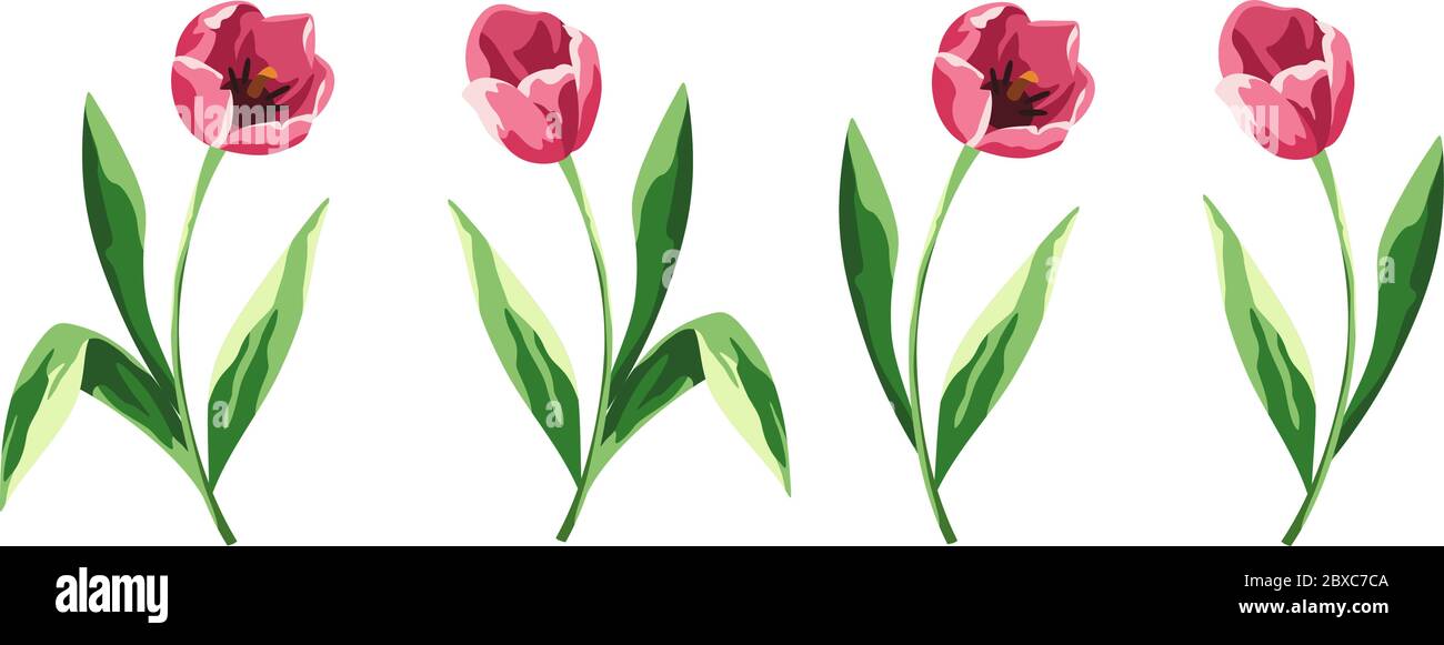 Vector set of four pink tulips isolated on a white background Stock ...