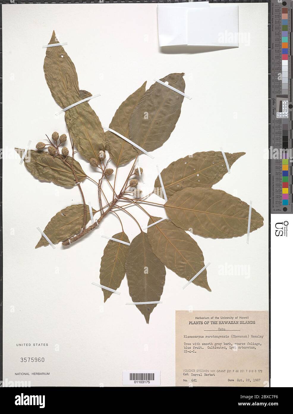 Elaeocarpus rarotongensis Hemsl Elaeocarpus rarotongensis Hemsl. Stock Photo
