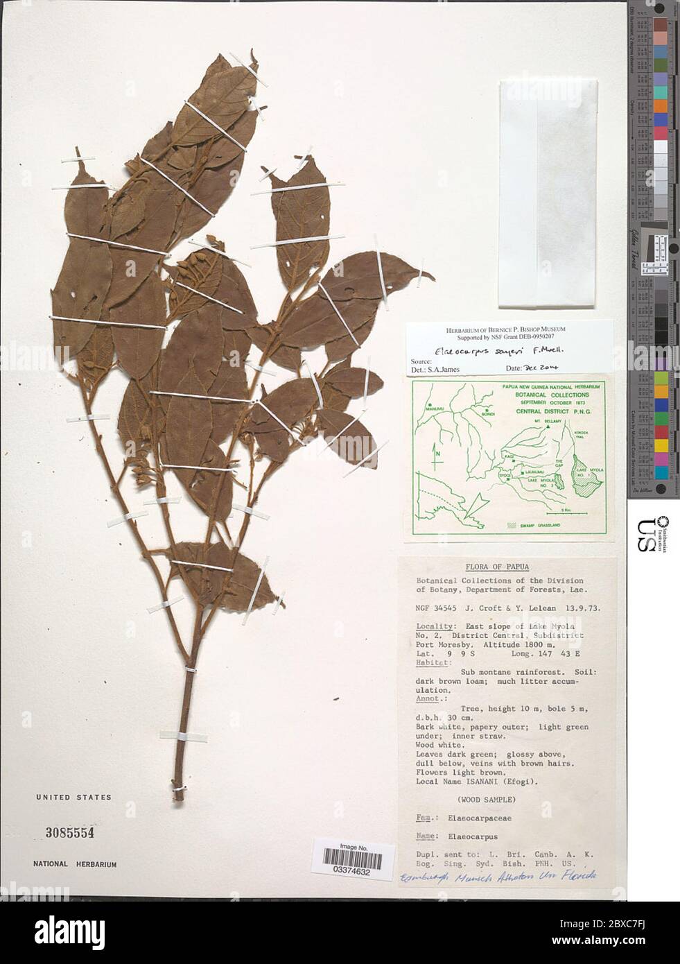 Elaeocarpus sayeri F Muell Elaeocarpus sayeri F Muell. Stock Photo