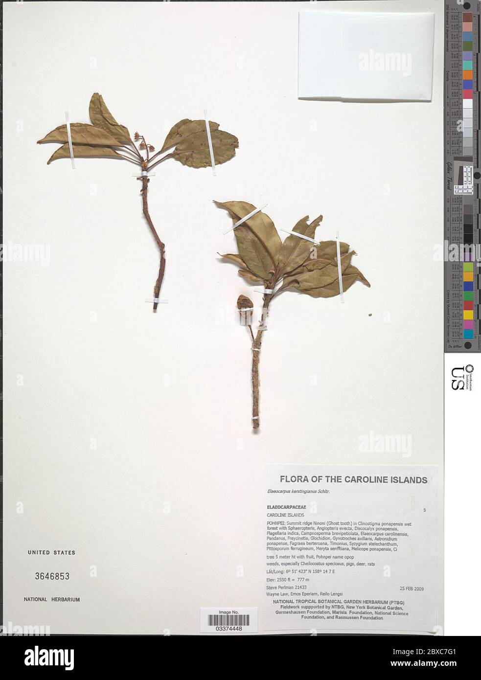Elaeocarpus kerstingiana Schltr Elaeocarpus kerstingiana Schltr. Stock Photo