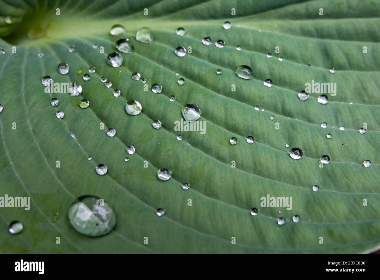 Water beads on Hosta sieboldiana leaf Stock Photo