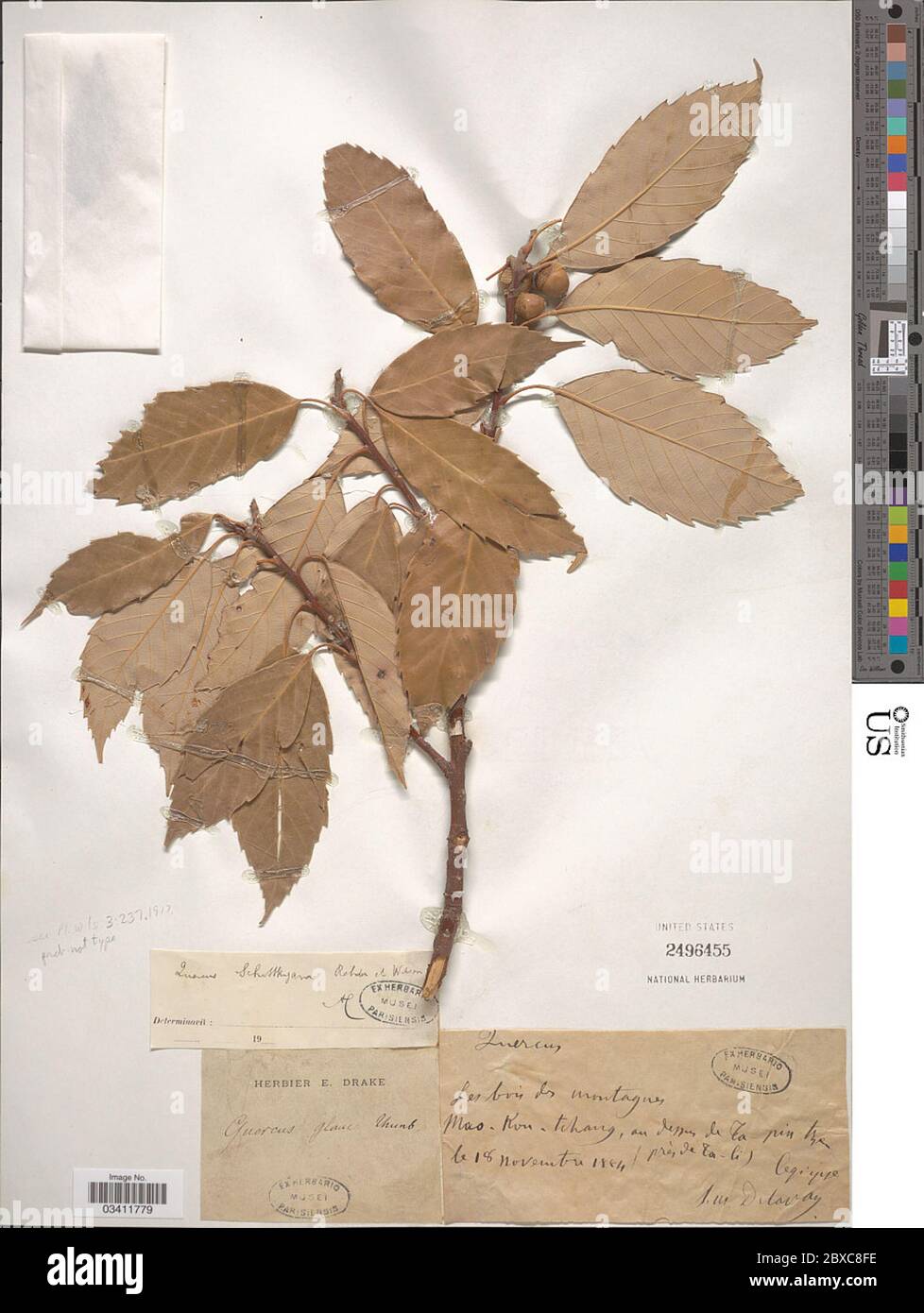 Quercus glaucoides M Martens Galeotti Quercus glaucoides M Martens