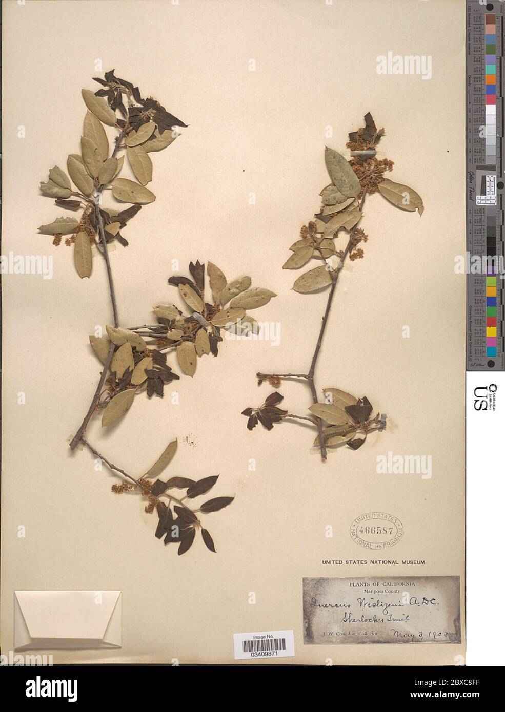 Quercus wislizeni hires stock photography and images Alamy