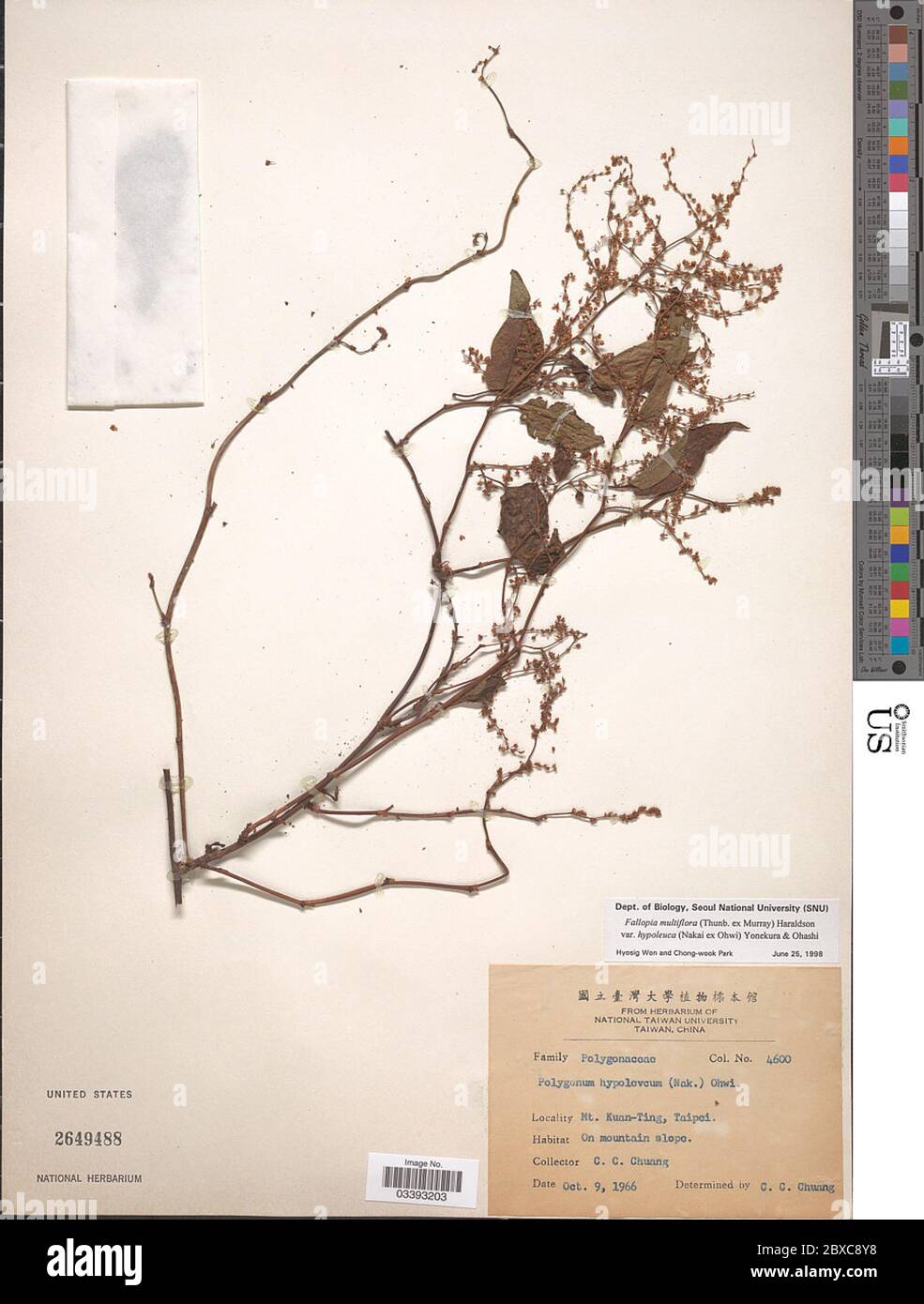Fallopia Multiflora Racine Fallopia multiflora var hypoleuca Nakai ex Ohwi Yonek H Ohashi Fallopia ...