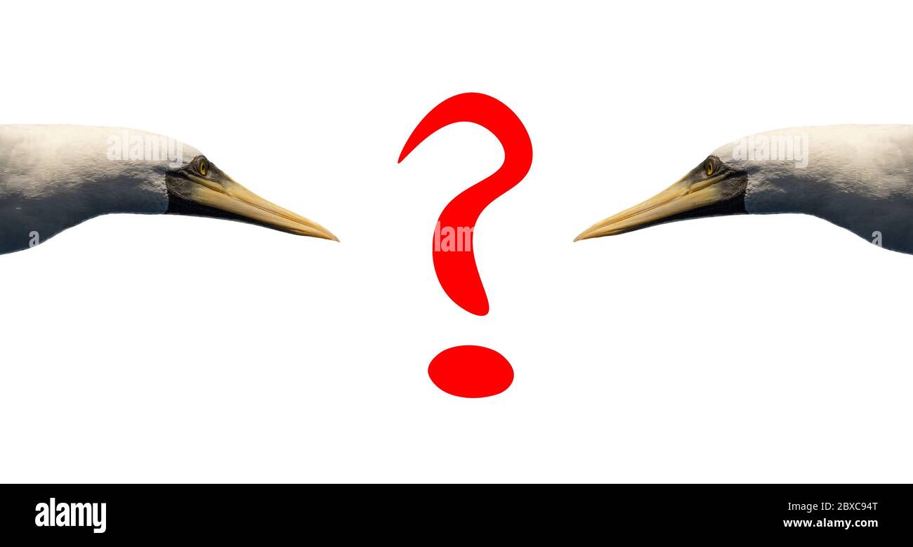 Question mark in red letters on white background with two birds looking ...