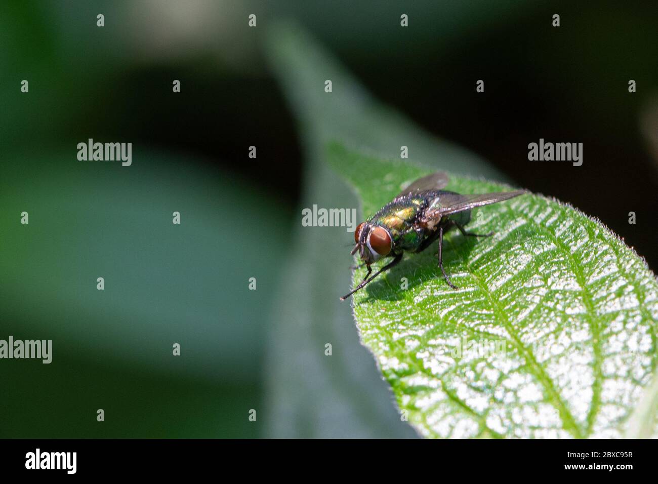 Lucilia sericata, commonly called green fly, resting on a large leaf. Insect image of the order of Diptera Stock Photo