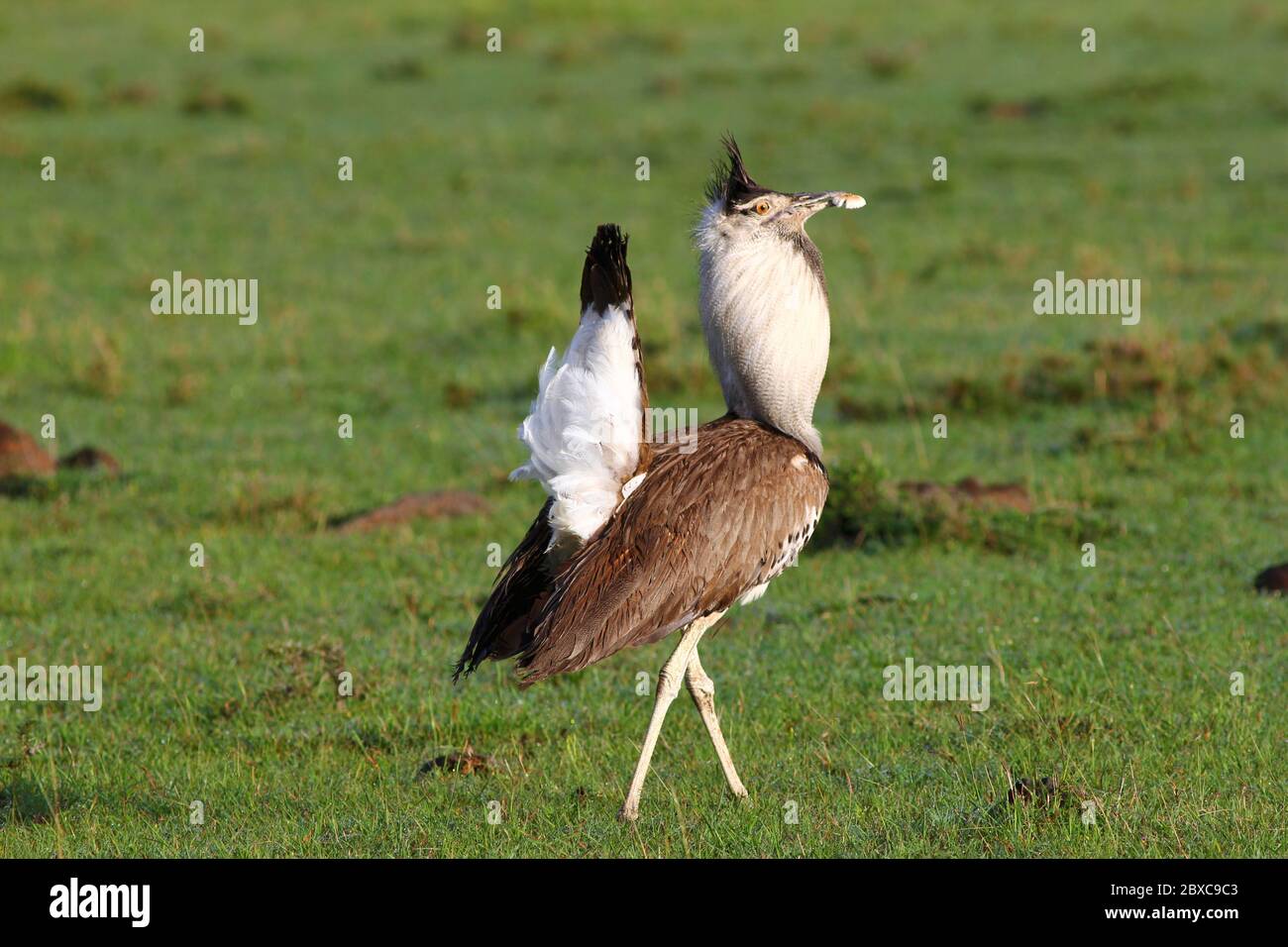 A great bustard with beautiful plumage looking for a partner walks in the morning light through the green meadows of the Kenyan savannah Stock Photo
