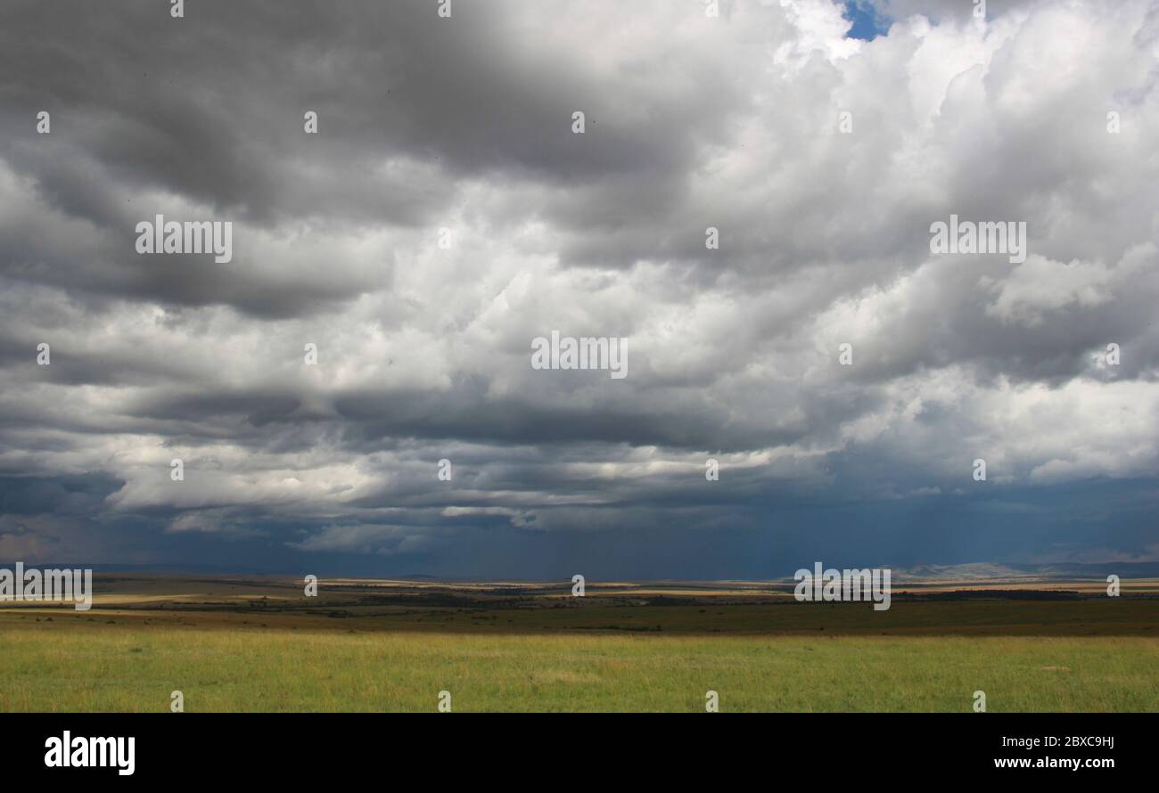 Landscape of the Masai Mara, part of the Serengeti, with imposing cloud formations just before an impending thunderstorm Stock Photo