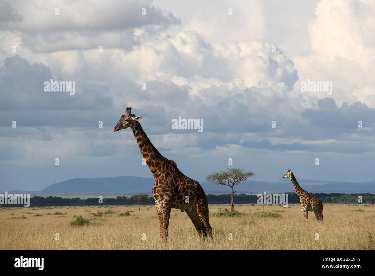 Panoramic view of the Kenyan savannah, giraffes move peacefully through the dry grasslands, in the background impressive cloud formations Stock Photo