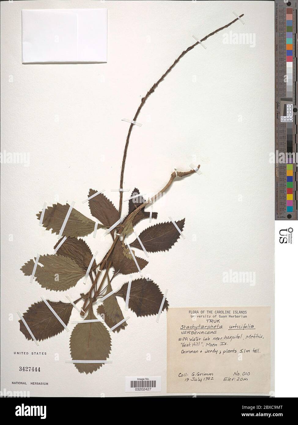 Stachytarpheta urticifolia Salisb Sims Stachytarpheta urticifolia Salisb Sims. Stock Photo