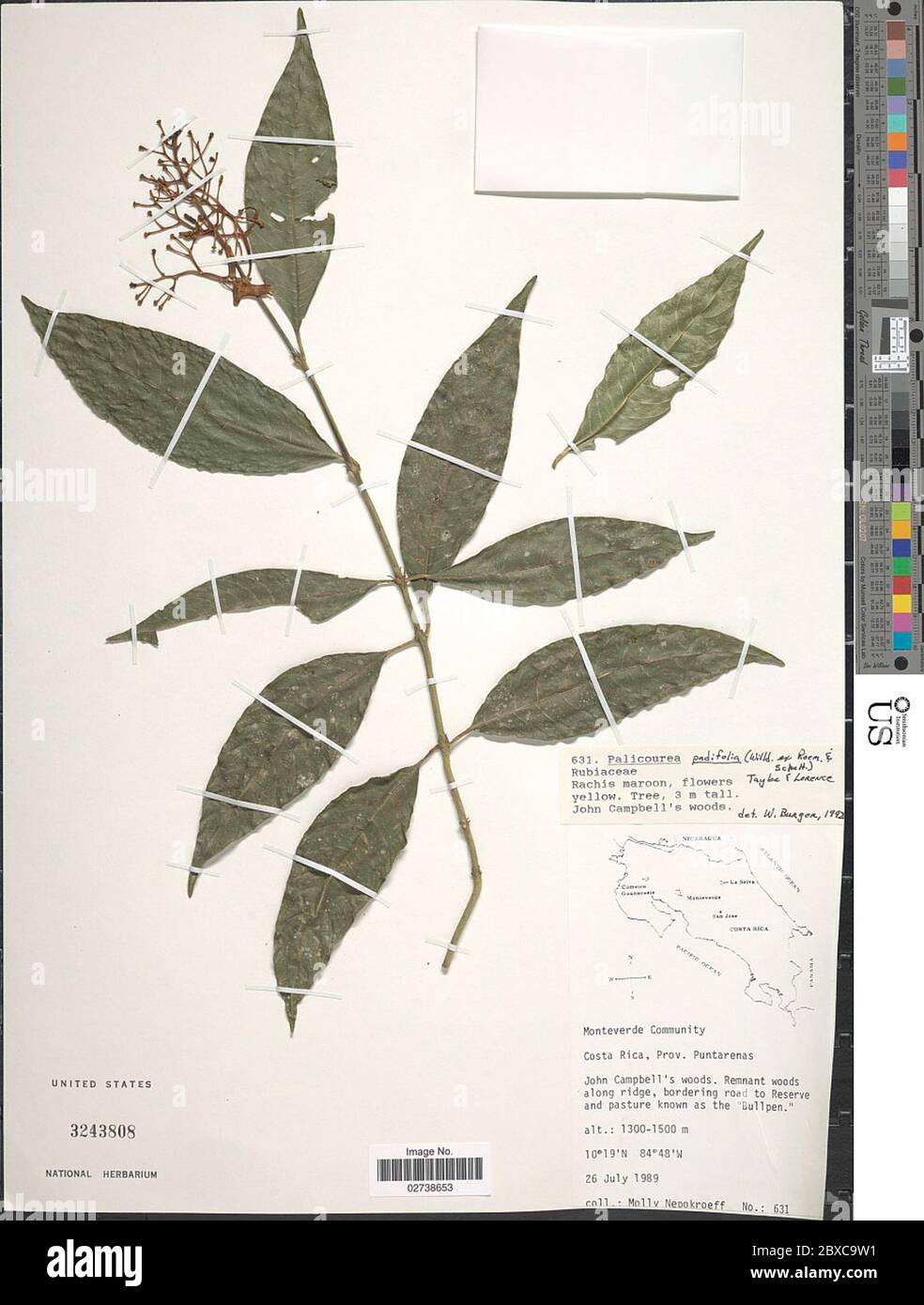 Palicourea padifolia Humb Bonpl ex Schult CM Taylor Lorence Palicourea padifolia Humb Bonpl ex Schult CM Taylor Lorence. Stock Photo