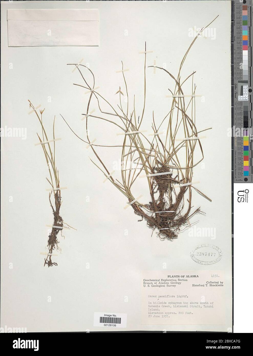 Carex pauciflora Carex pauciflora. Stock Photo