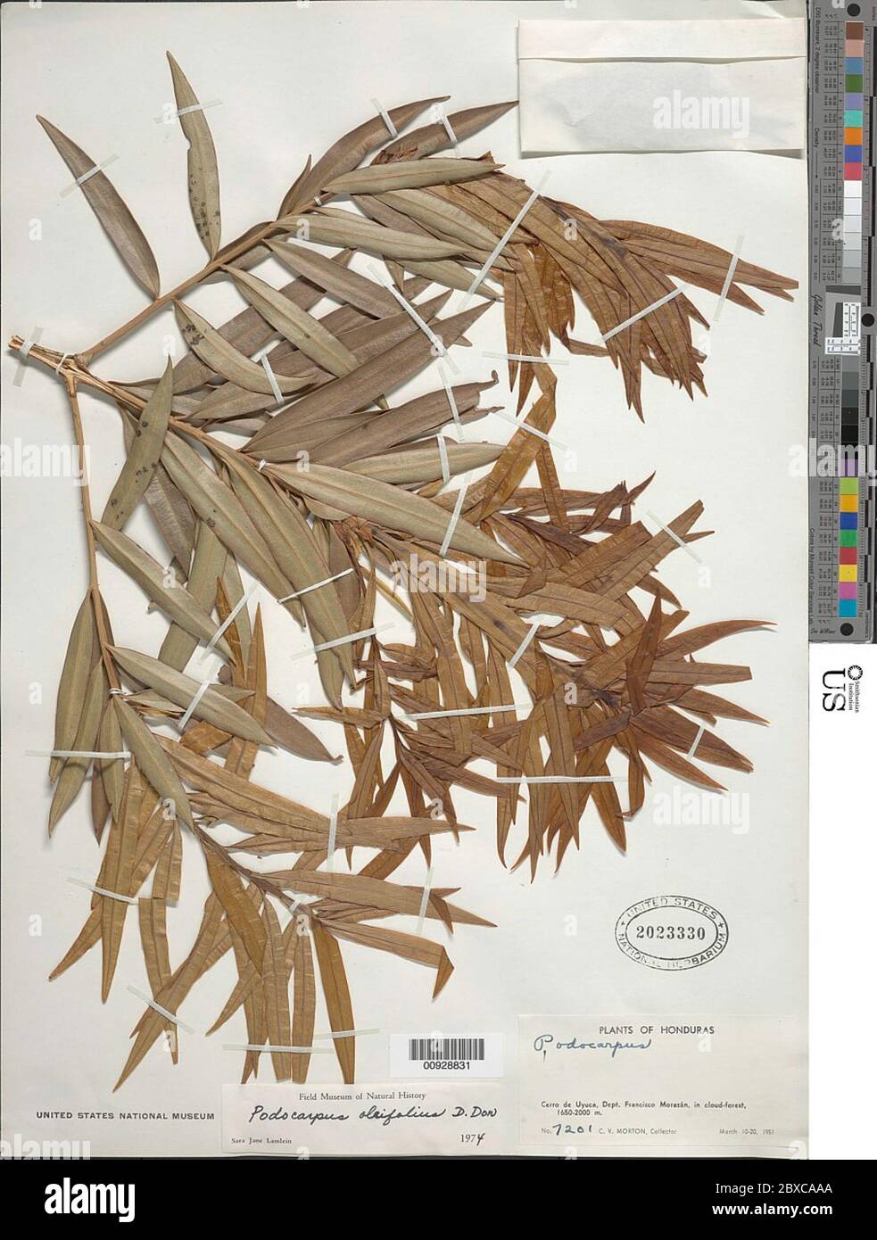 Podocarpus oleifolius D Don ex Lamb Podocarpus oleifolius D Don ex Lamb  Stock Photo - Alamy
