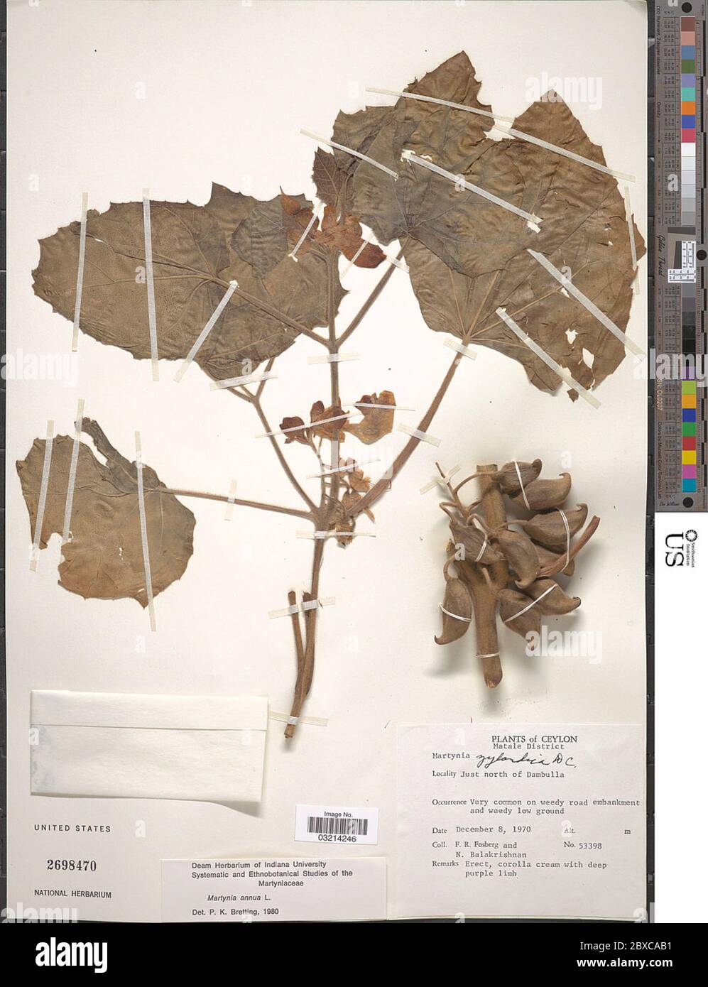 BIJOLY - Griffes De Lion (Martynia Annua) - 40 Pièces Naturelles - Sachet Hermétique - Origine Côte D’Ivoire