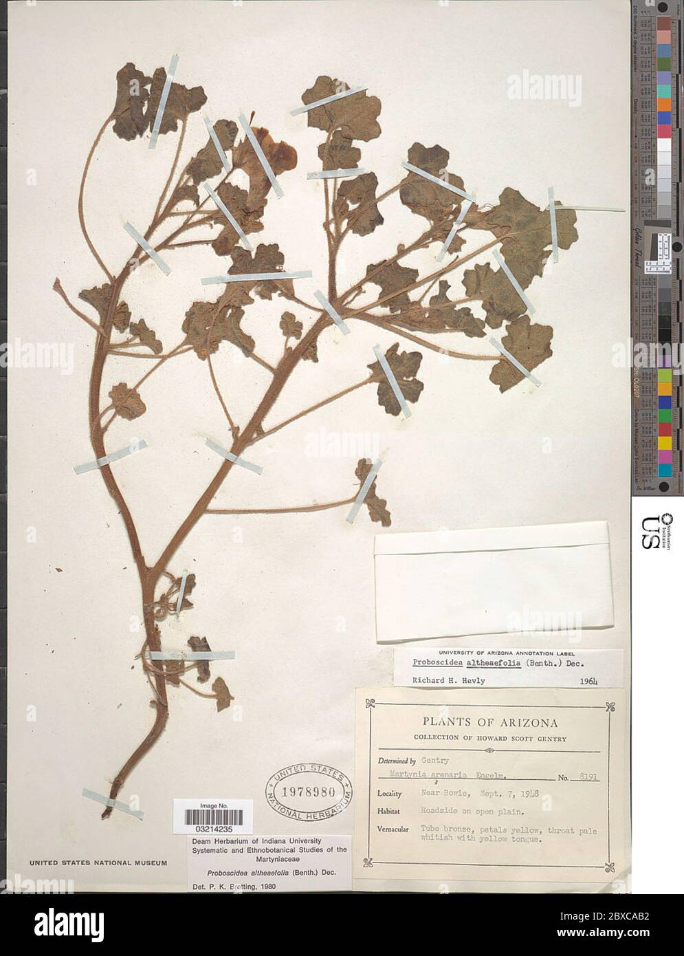 Proboscidea altheaefolia Benth Decne Proboscidea altheaefolia Benth Decne. Stock Photo