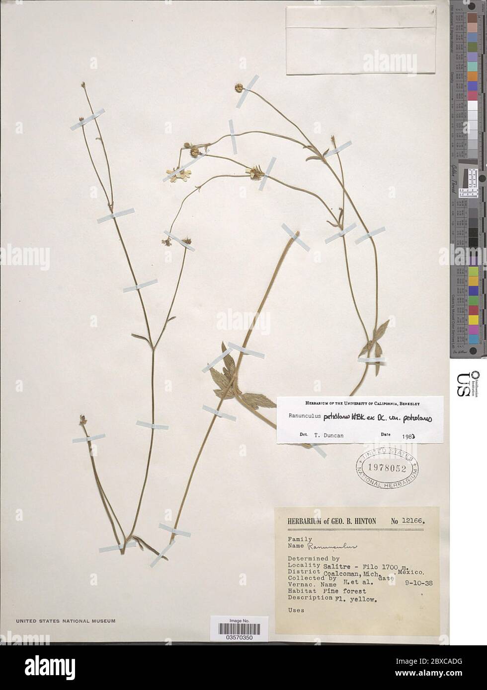 Ranunculus petiolaris Kunth ex DC var petiolaris Ranunculus petiolaris Kunth ex DC var petiolaris. Stock Photo