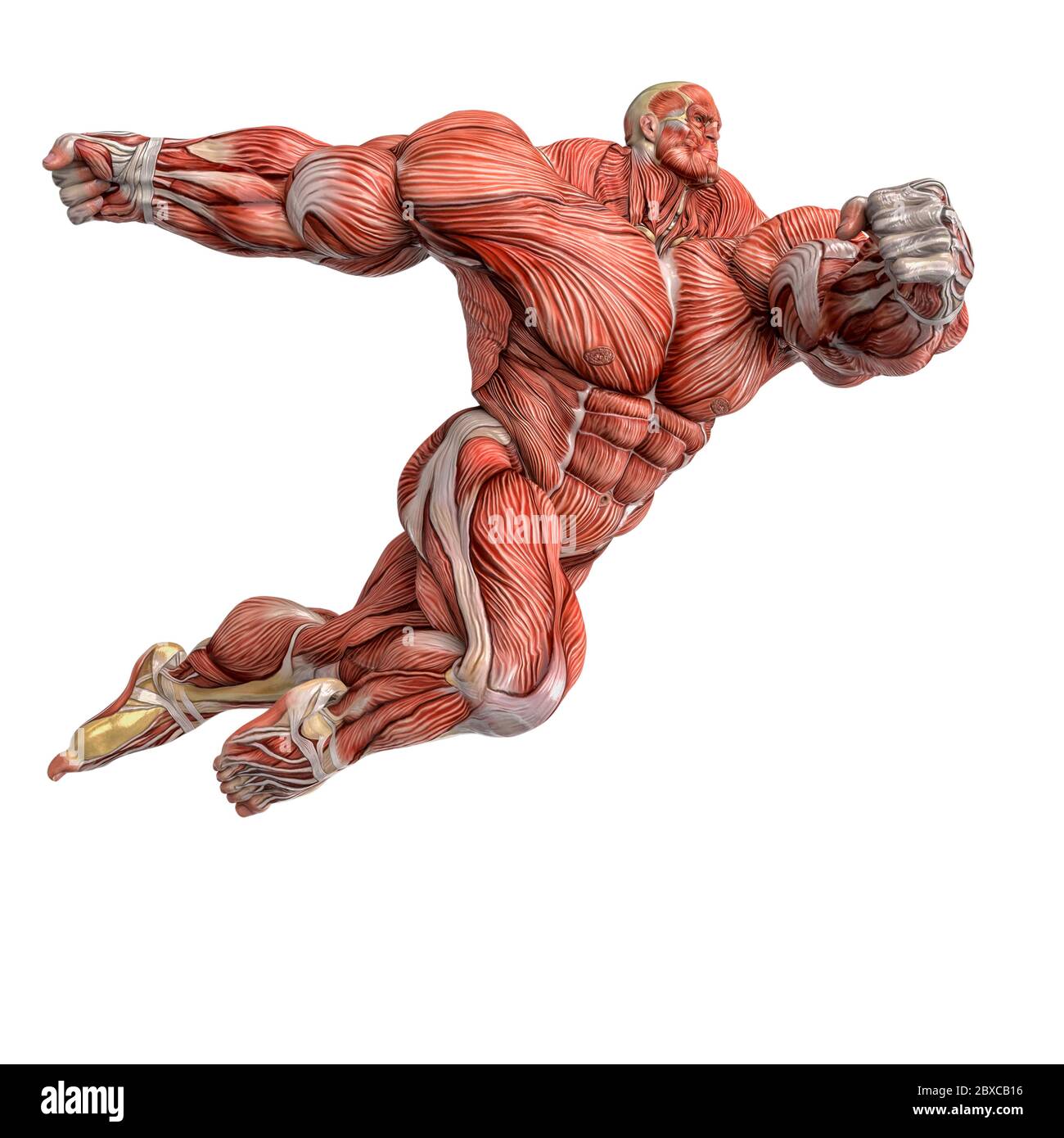 muscle maps of a strong man jumping to punch. This guy in clipping path