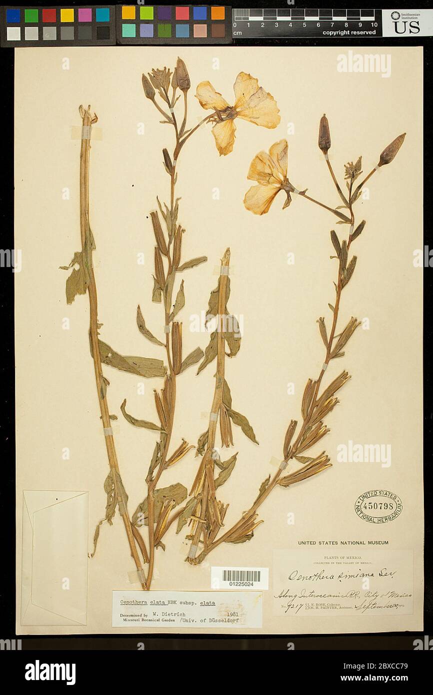 Oenothera elata Kunth subsp elata Oenothera elata Kunth subsp elata. Stock Photo