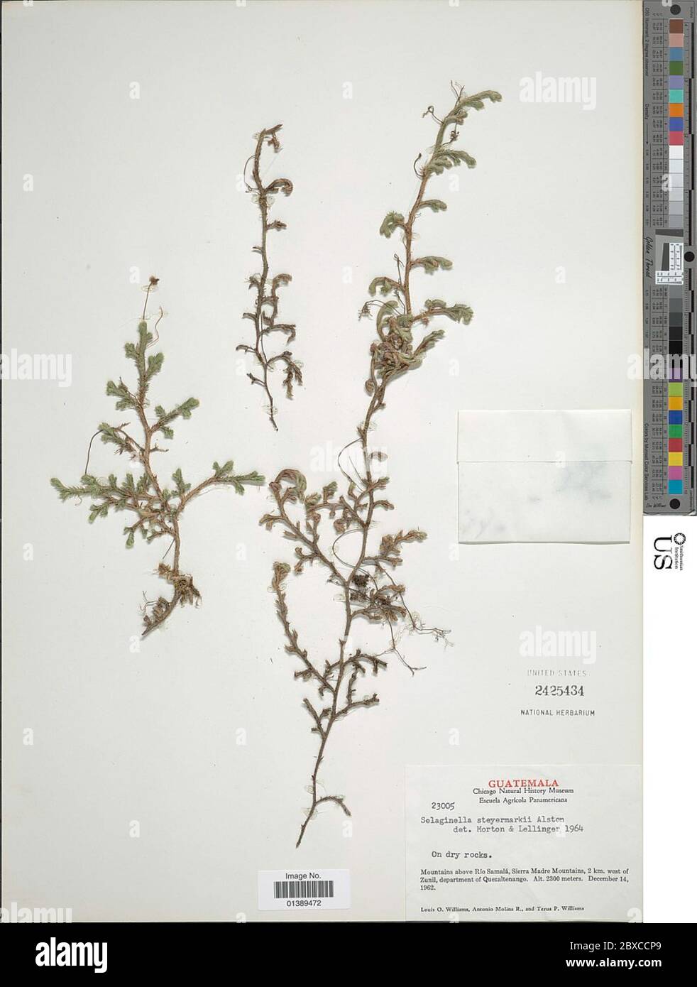 Selaginella steyermarkii Alston Selaginella steyermarkii Alston. Stock Photo