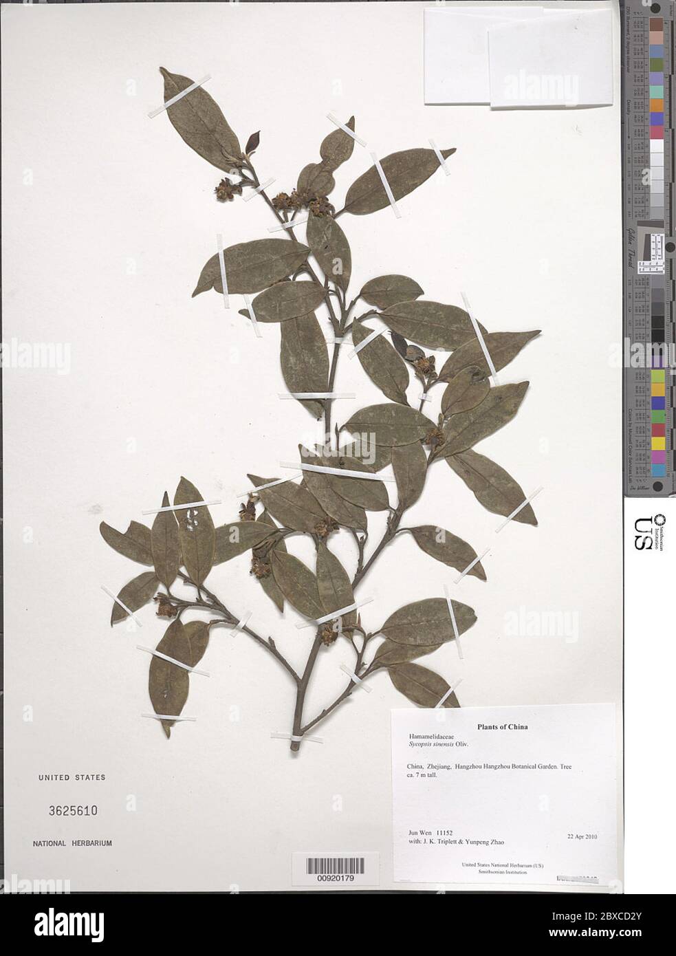 Sycopsis sinensis Oliv Sycopsis sinensis Oliv. Stock Photo