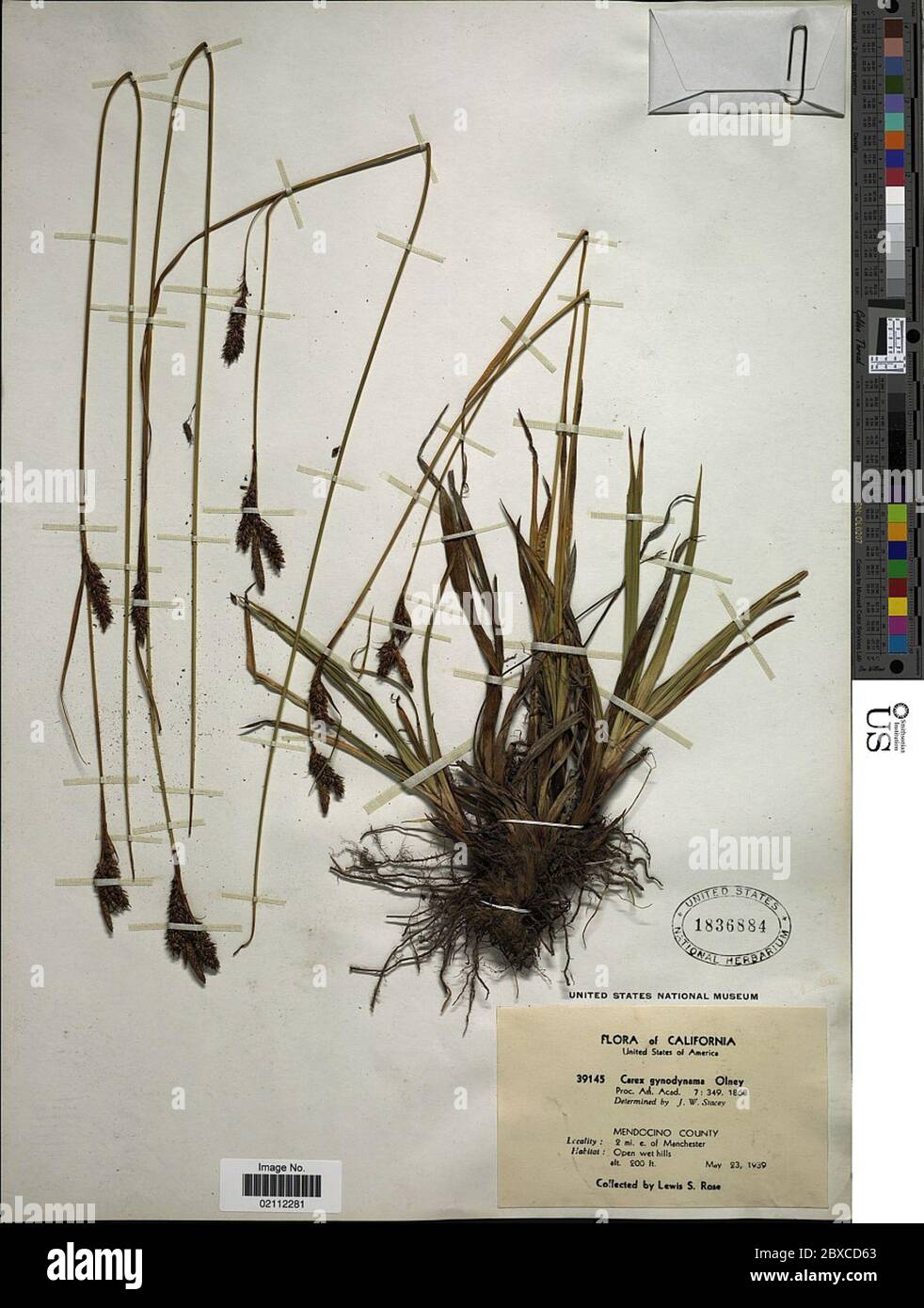 Carex gynodynama Olney in A Gray Carex gynodynama Olney in A Gray. Stock Photo