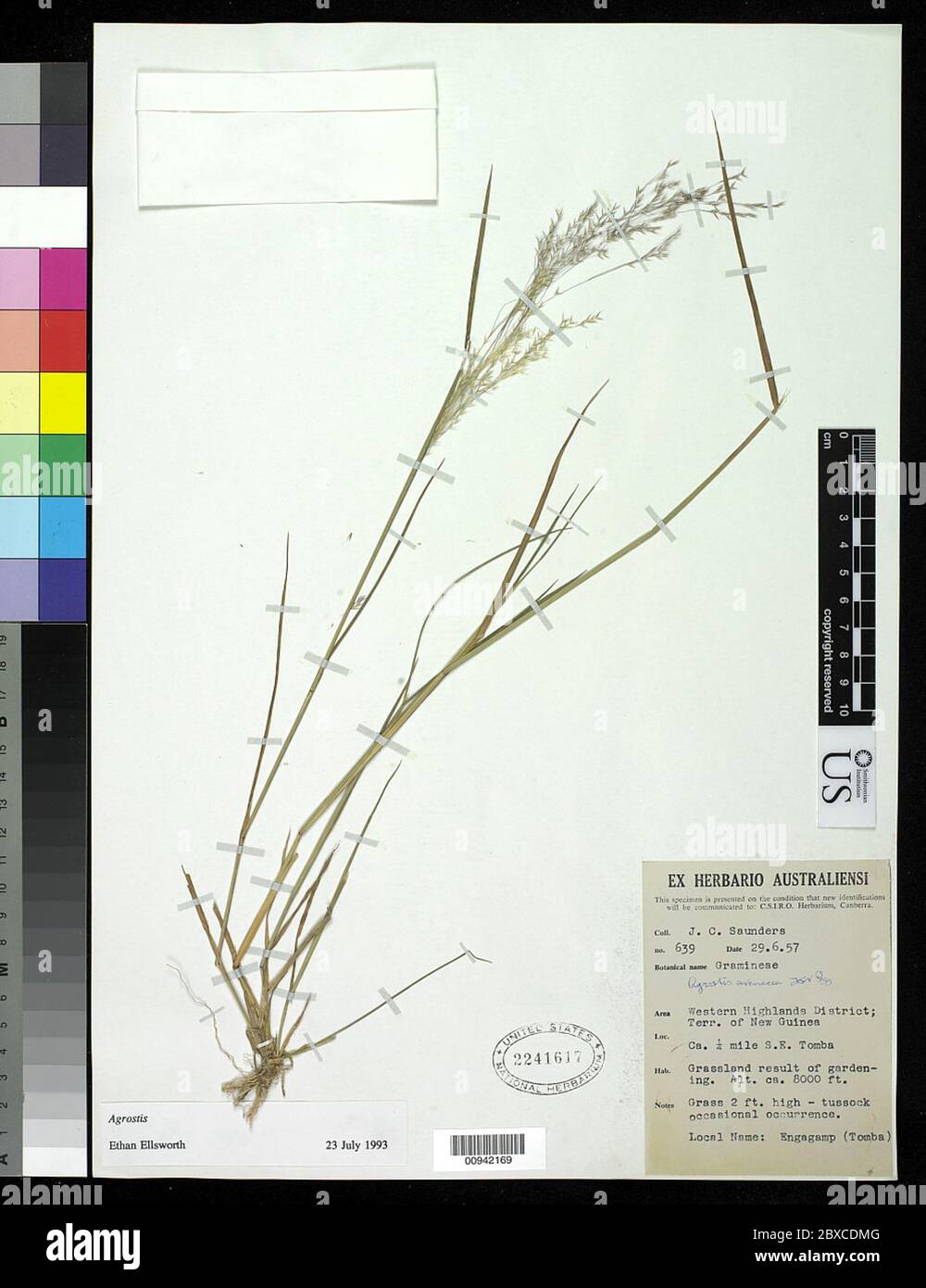 Lachnagrostis filiformis JR Forst Trin Lachnagrostis filiformis JR Forst Trin. Stock Photo