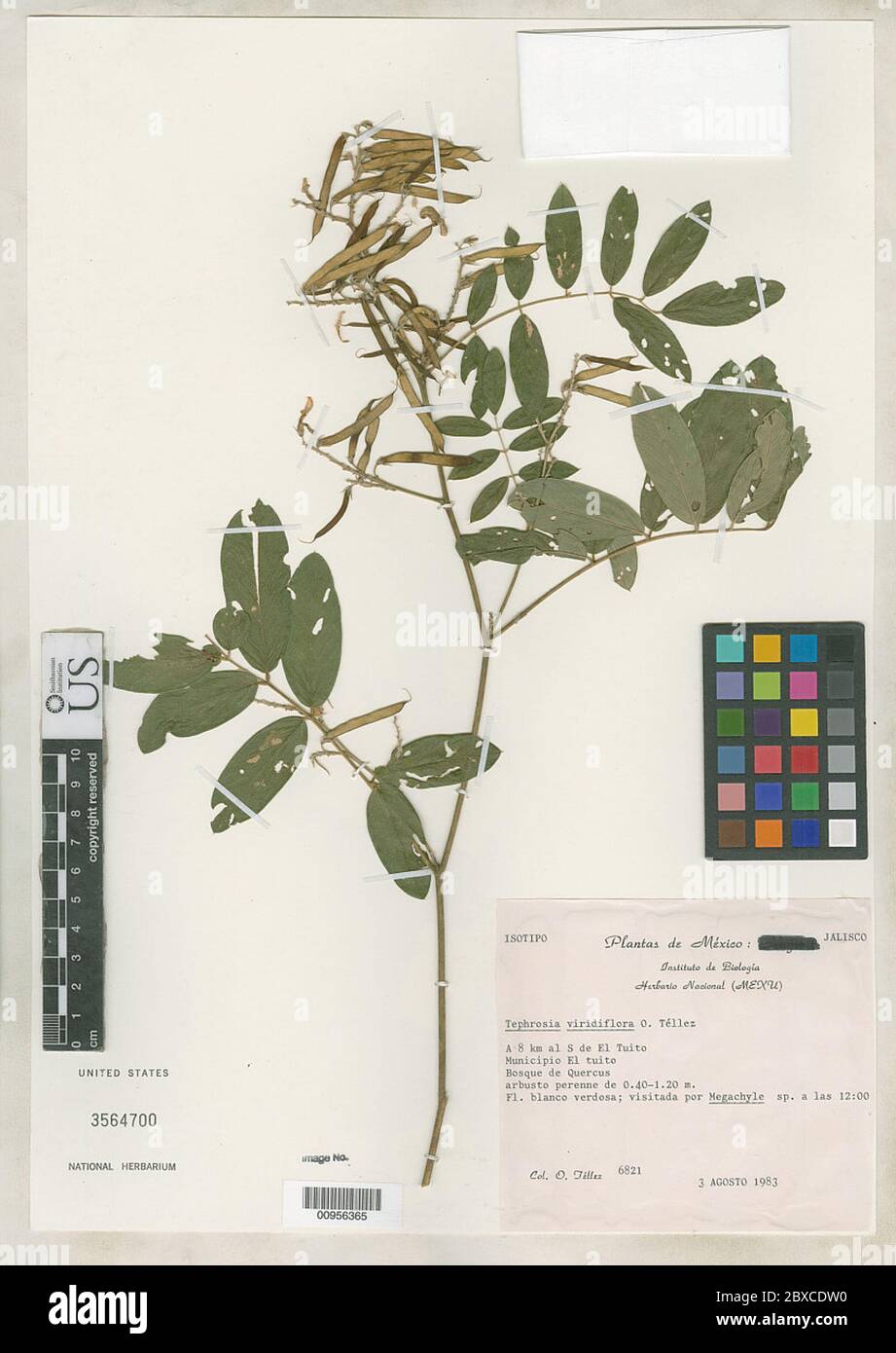 Tephrosia viridiflora O Tllez Tephrosia viridiflora O Tllez. Stock Photo