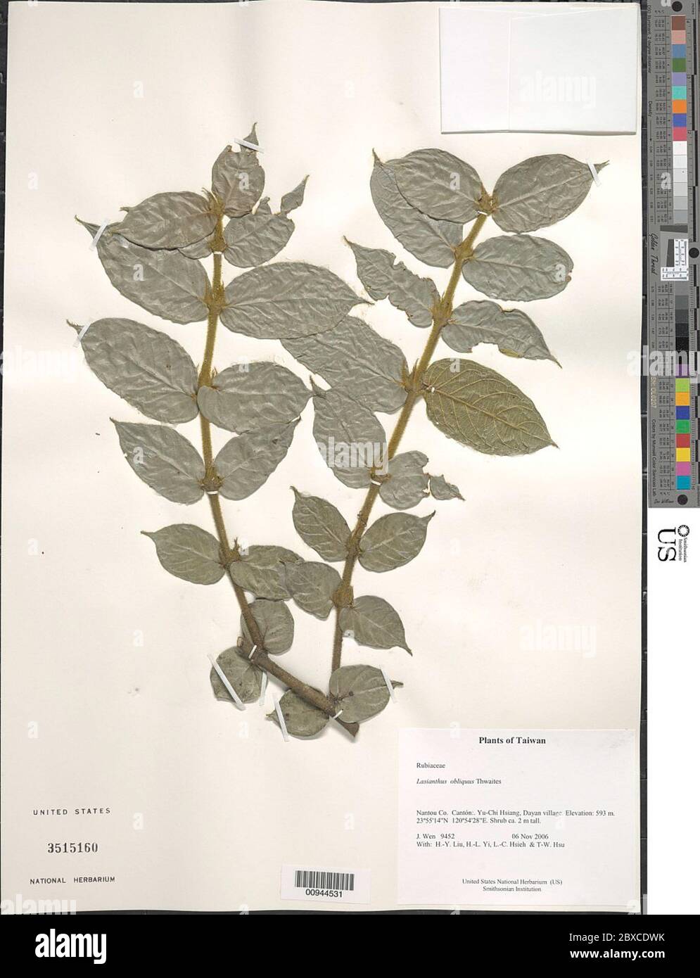 Lasianthus obliquus Thwaites Lasianthus obliquus Thwaites. Stock Photo