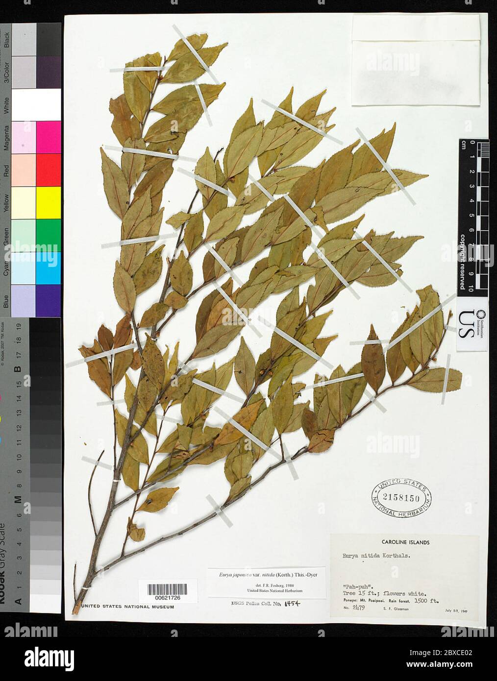 Eurya japonica var nitida Korth Dyer Eurya japonica var nitida Korth Dyer. Stock Photo