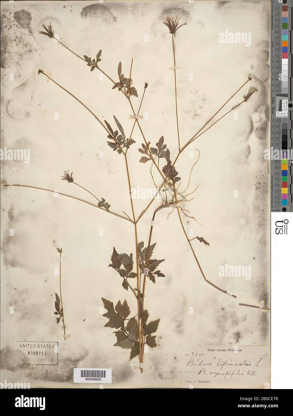 Bidens cynapiifolia Kunth Bidens cynapiifolia Kunth Stock Photo Alamy