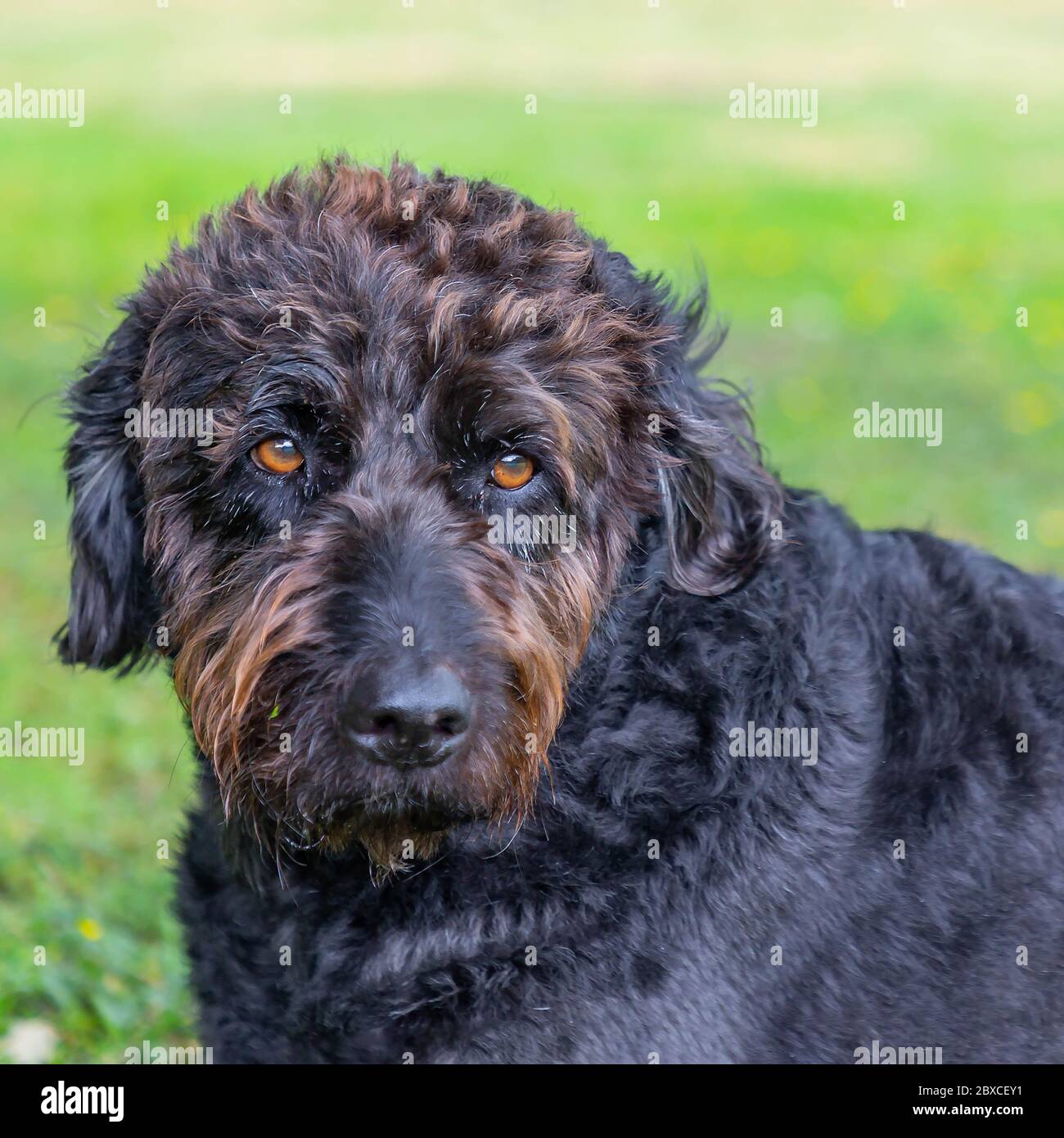 Newly trimmed black Labradoodle dog lays in parkland Stock Photo