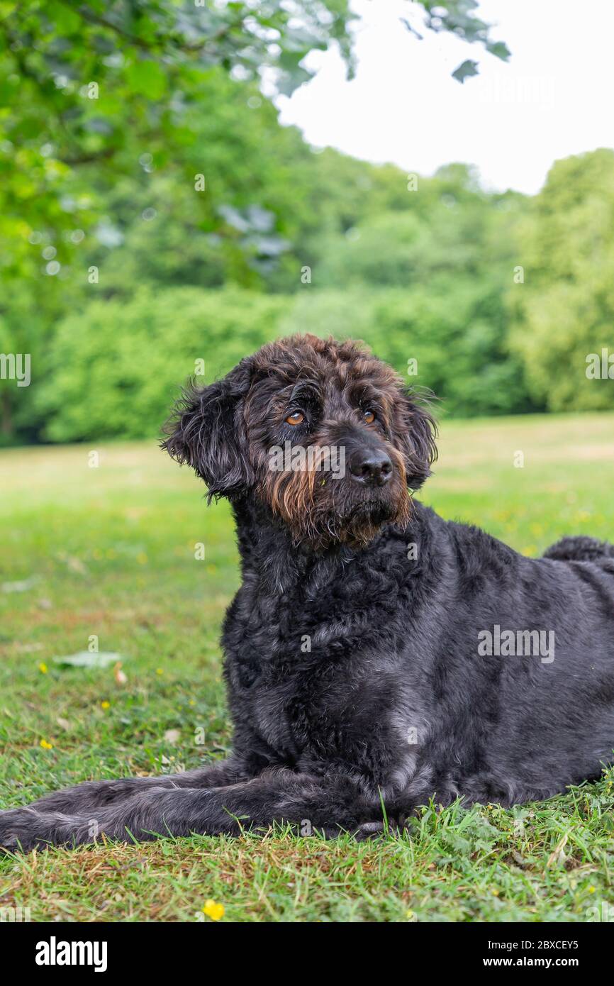 Newly trimmed black Labradoodle dog lays in parkland Stock Photo