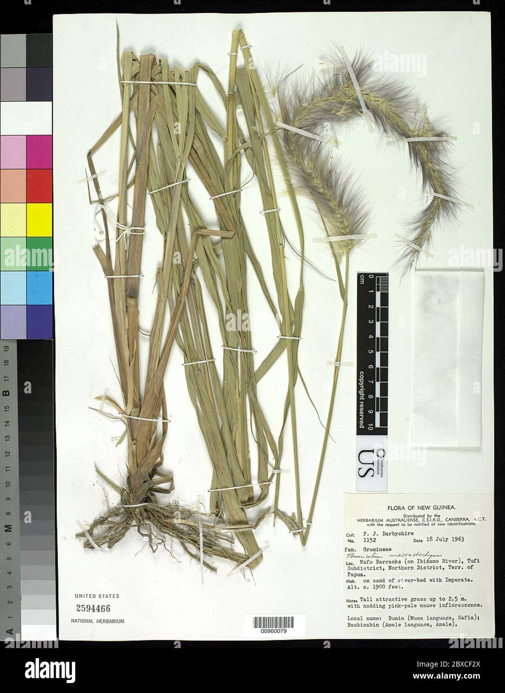 Cenchrus elegans Hassk Veldkamp Cenchrus elegans Hassk Veldkamp Stock