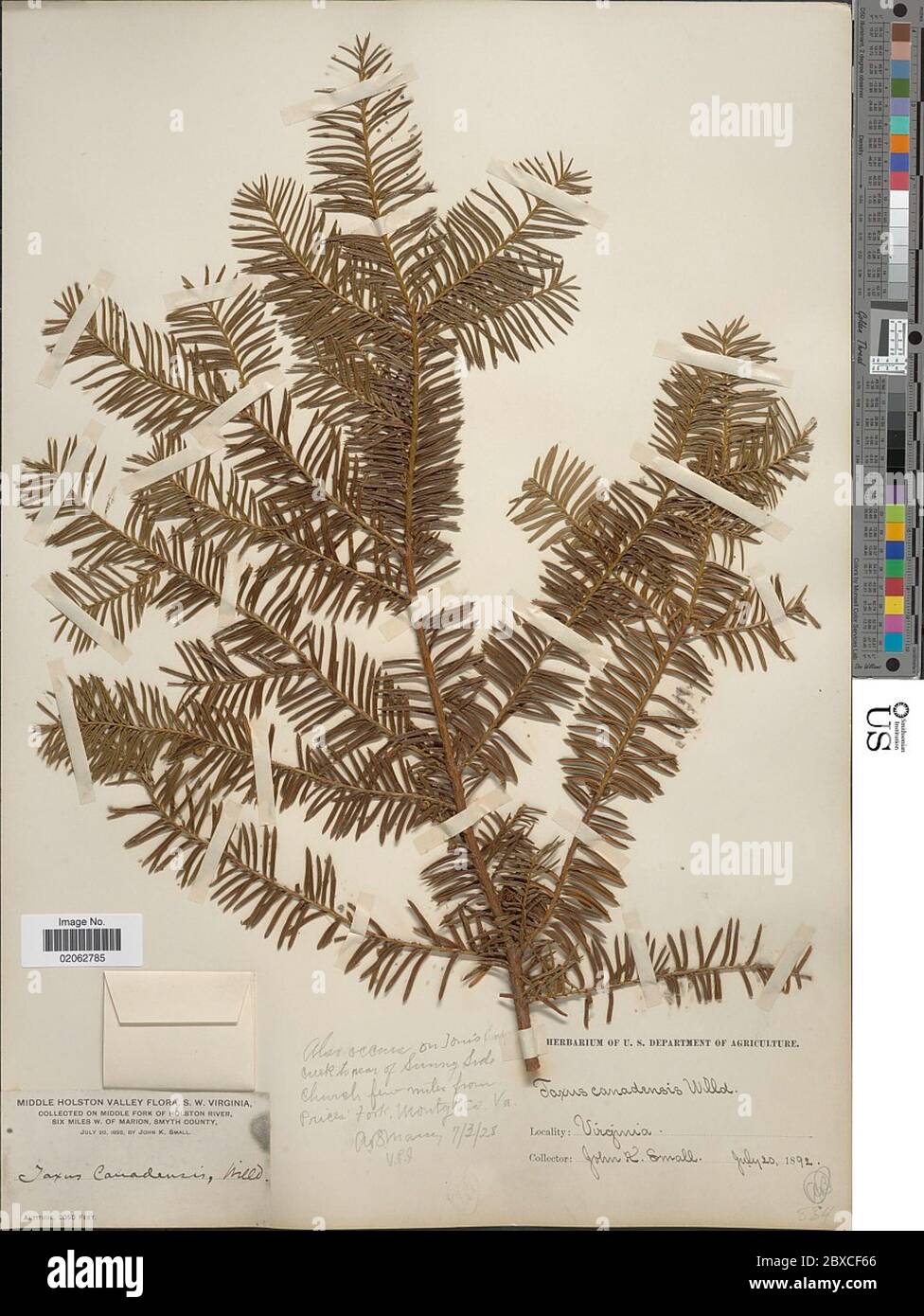 Taxus canadensis Marshall Taxus canadensis Marshall Stock Photo - Alamy