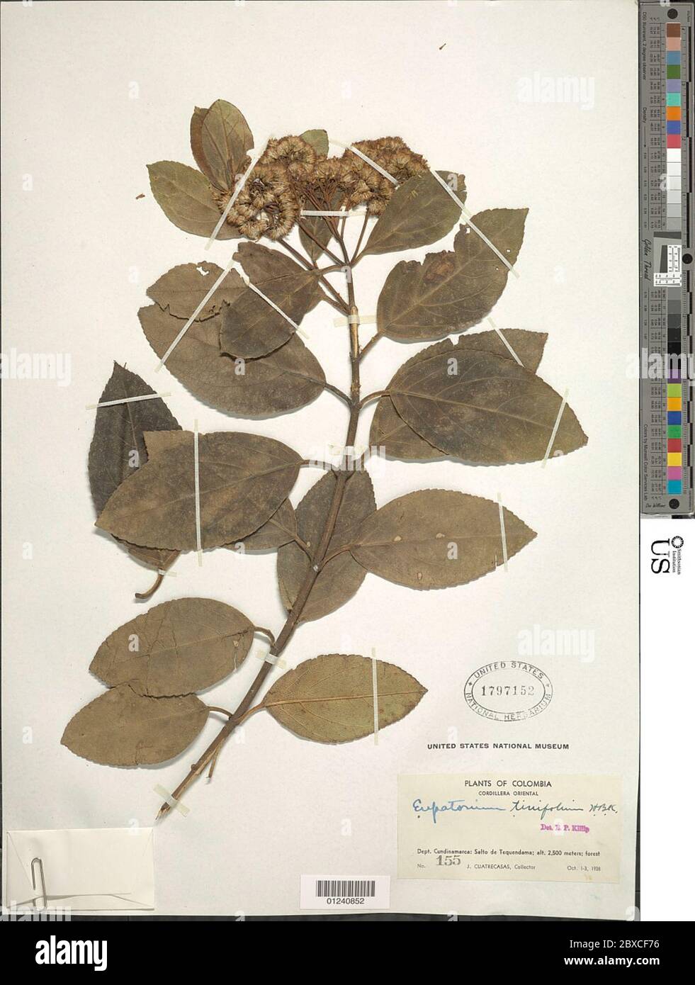 Ageratina tinifolia Kunth RM King H Rob Ageratina tinifolia Kunth RM King H Rob. Stock Photo