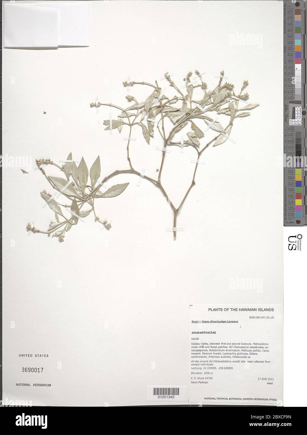 Nototrichium divaricatum Lorence Nototrichium divaricatum Lorence. Stock Photo