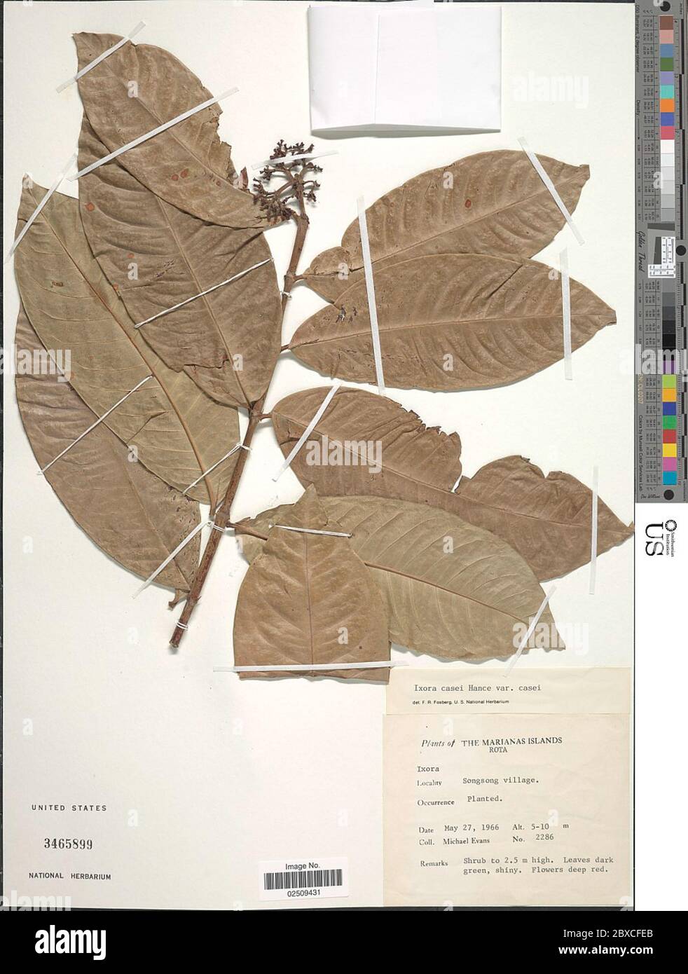 Ixora casei Hance Ixora casei Hance Stock Photo Alamy