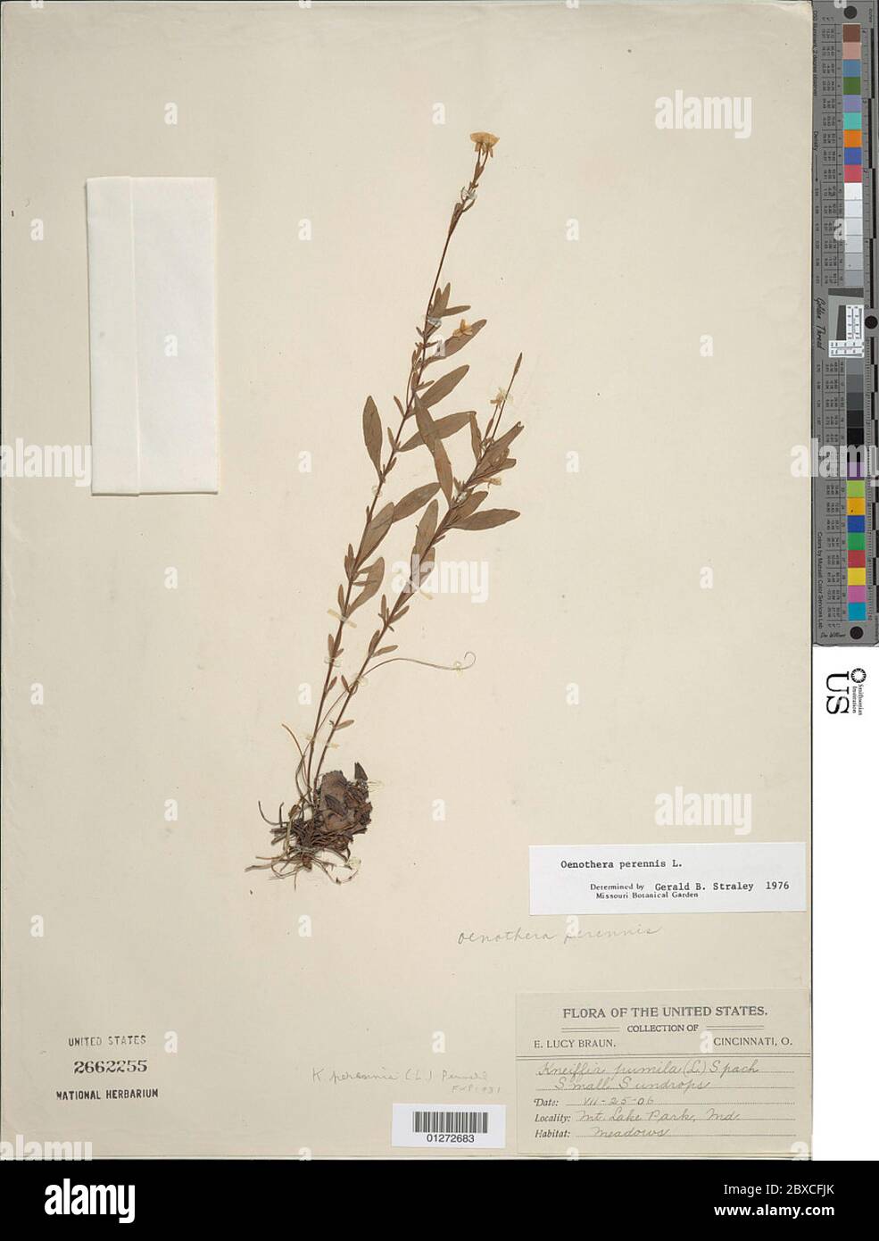 Oenothera perennis L Stock Photo