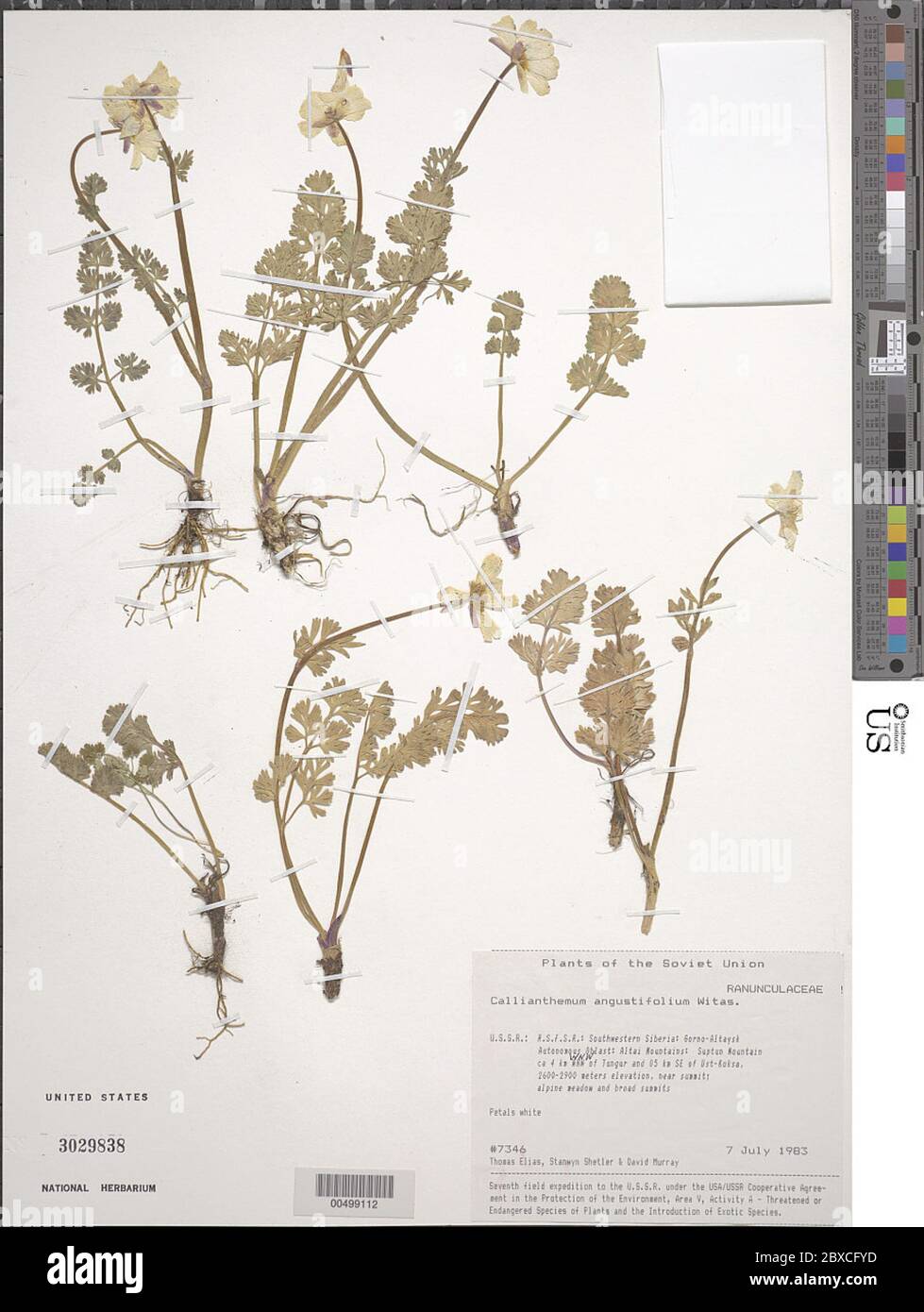 Callianthemum angustifolium Witas Callianthemum angustifolium Witas. Stock Photo