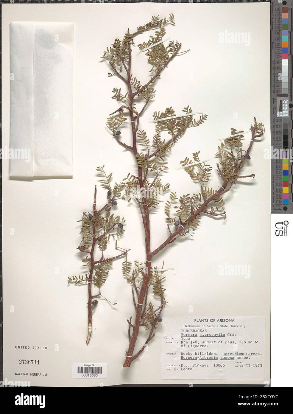 Bursera microphylla A Gray Bursera microphylla A Gray. Stock Photo