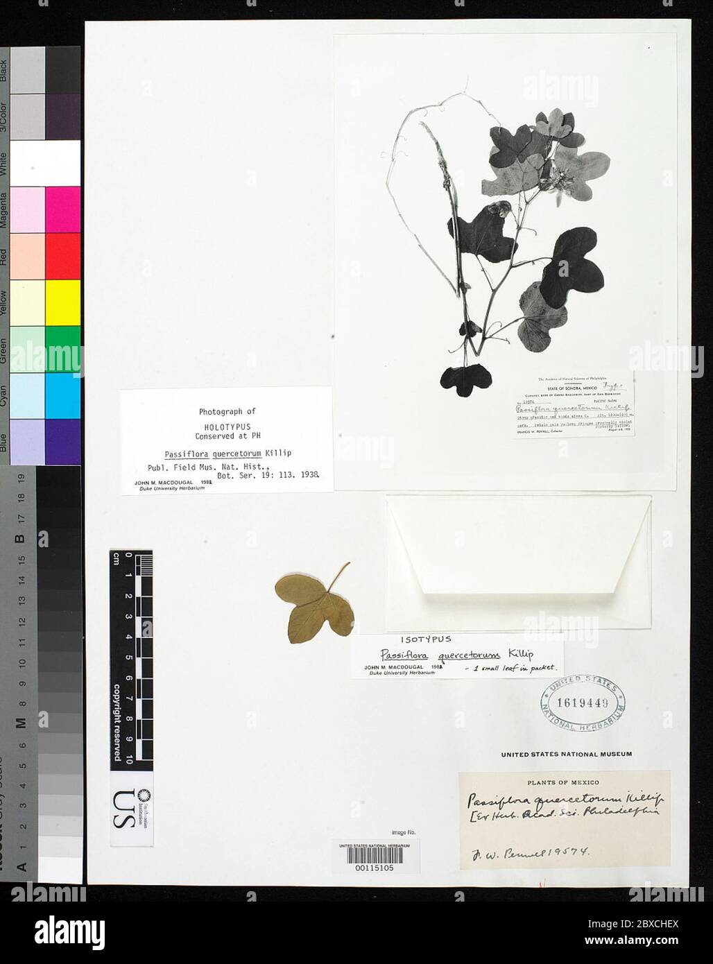 Passiflora quercetorum Killip Passiflora quercetorum Killip. Stock Photo