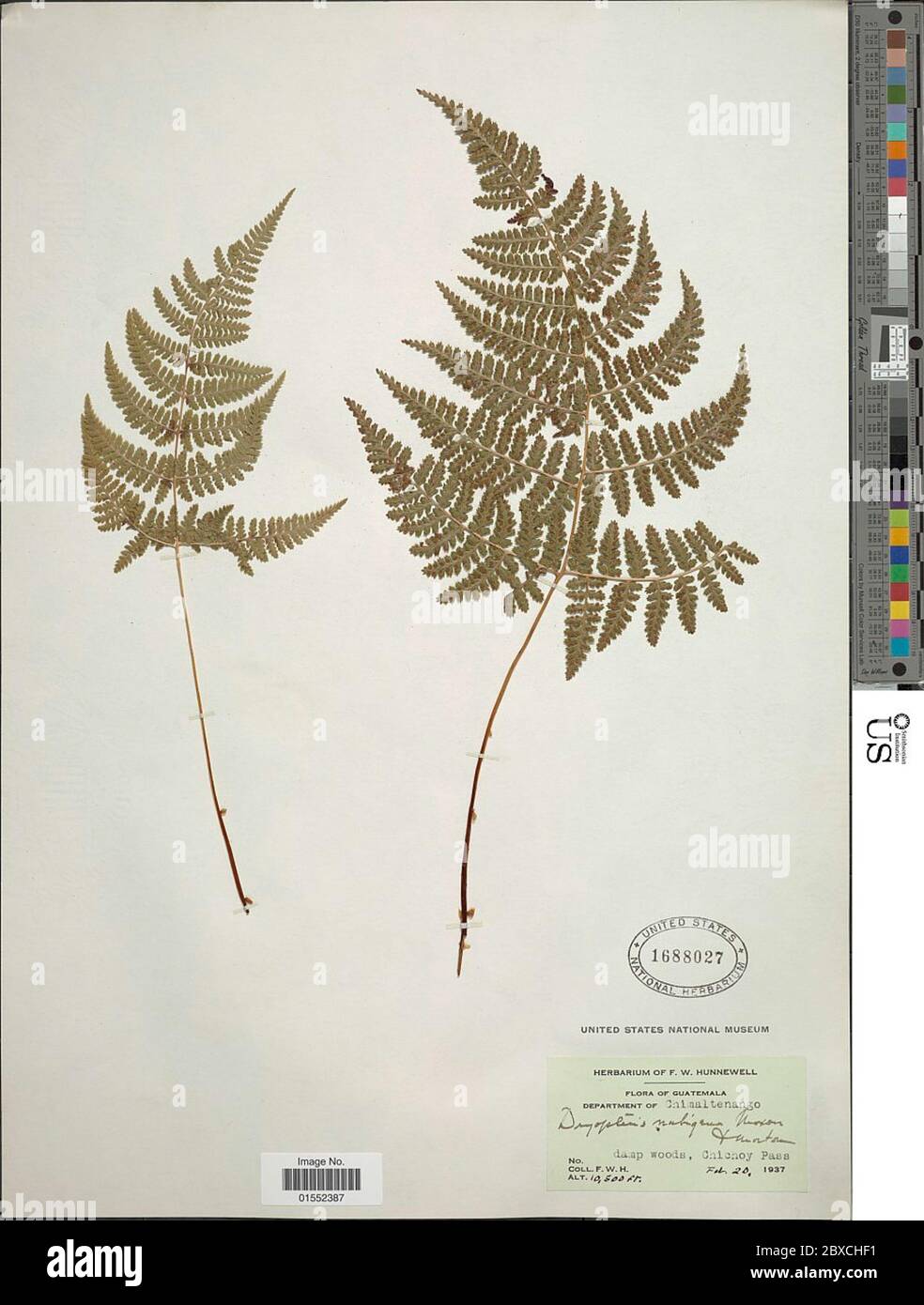 Dryopteris nubigena Maxon CV Morton Dryopteris nubigena Maxon CV Morton. Stock Photo